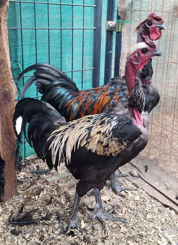 12+ Manic Mossy Hatching Eggs - Fibro, Naked Necked, Green Eggs, NPIP