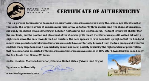 11.4" Camarasaurus Dinosaur Fossil Rib Bone Morrison FM CO Jurassic Age COA - Picture 11 of 11