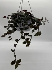 Baby Fuzzy Bunny Bellie Plant Houseplants Live indoor 6 inch Hanging pot