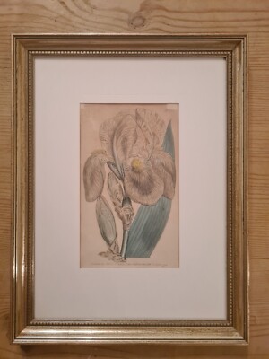 Handkolorierter Kupferstich original 1803 Syd. Edwards gestochen von F. Sansom