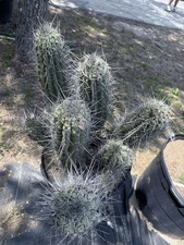 Stetsonia Coryne 'Toothpick Cactus’ Massive!!