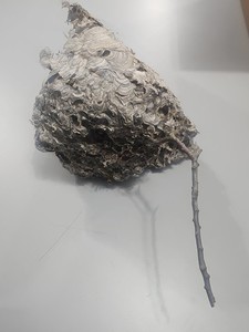 Paper Wasp Hive Nest On Branch Beautiful Taxidermy Science