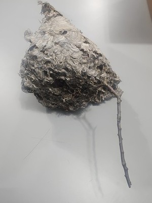 Paper Wasp Hive Nest On Branch Beautiful Taxidermy Science