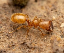 TEST TUBE FOR INSANELY RARE Truncated Big Headed Ant, Pheidole pelor. QUEEN ANT