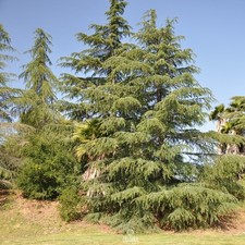 Cedrus deodara 20 PCS/ 50 PCS Fresh Seeds, Deodar Cedar,
