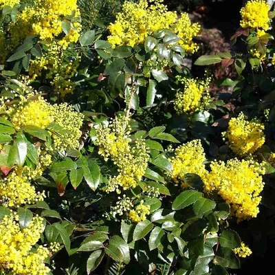 MESARBUSTES.COM Mahonia aquifolium - Mahonia jaune parfumé à feuilles de houx