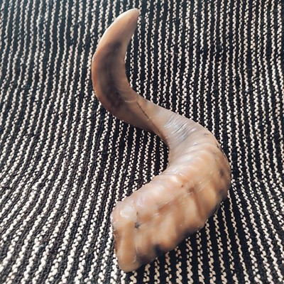 Natural Real Goat Horn   Unique Curved Shape