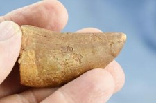 Large Carcharodontosaurus African T-rex Tooth 2.0