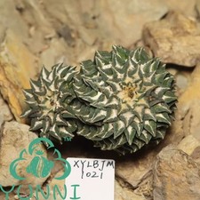 Sale Rare Cacti A-riocarpus kotschoubeyanus WYSIWYG Self Rooted 2 Heads  Decor