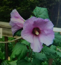 50+ Pink Rose of Sharon Hibiscus Syriacus Seeds - Hardy Perennial