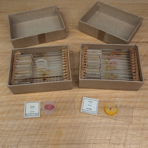 Vtg Ward Natural Science Prepared Microscope Slides Lot of 24 w/ Box Biology