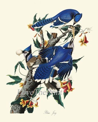 Blue Jay James Audubon Bird Wall Art Prints Set of 2 Beautiful Antique Unframed - Picture 6 of 6