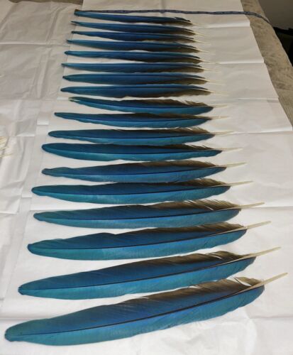 Macaw Tail Feathers Blue /Teal/ Gold /Yellow 14” - 16'' (Set Of 18)