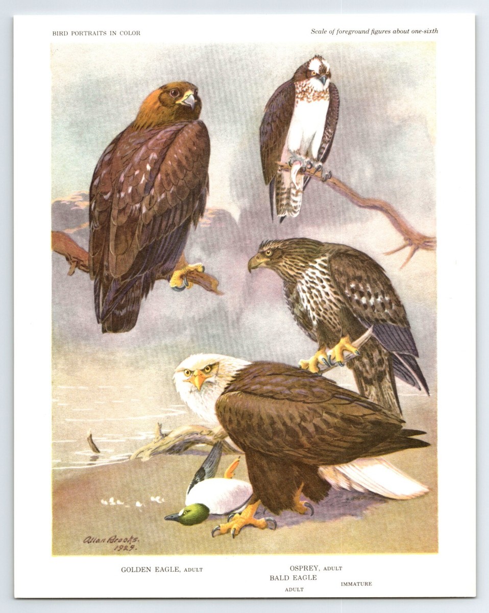 1960 Birds Portraits in Color EAGLES AND OSPREY Set