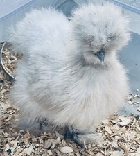  4 Breeder Quality Fertile Silkie Hatching Eggs, Shipped in Foam and Dbl Boxed