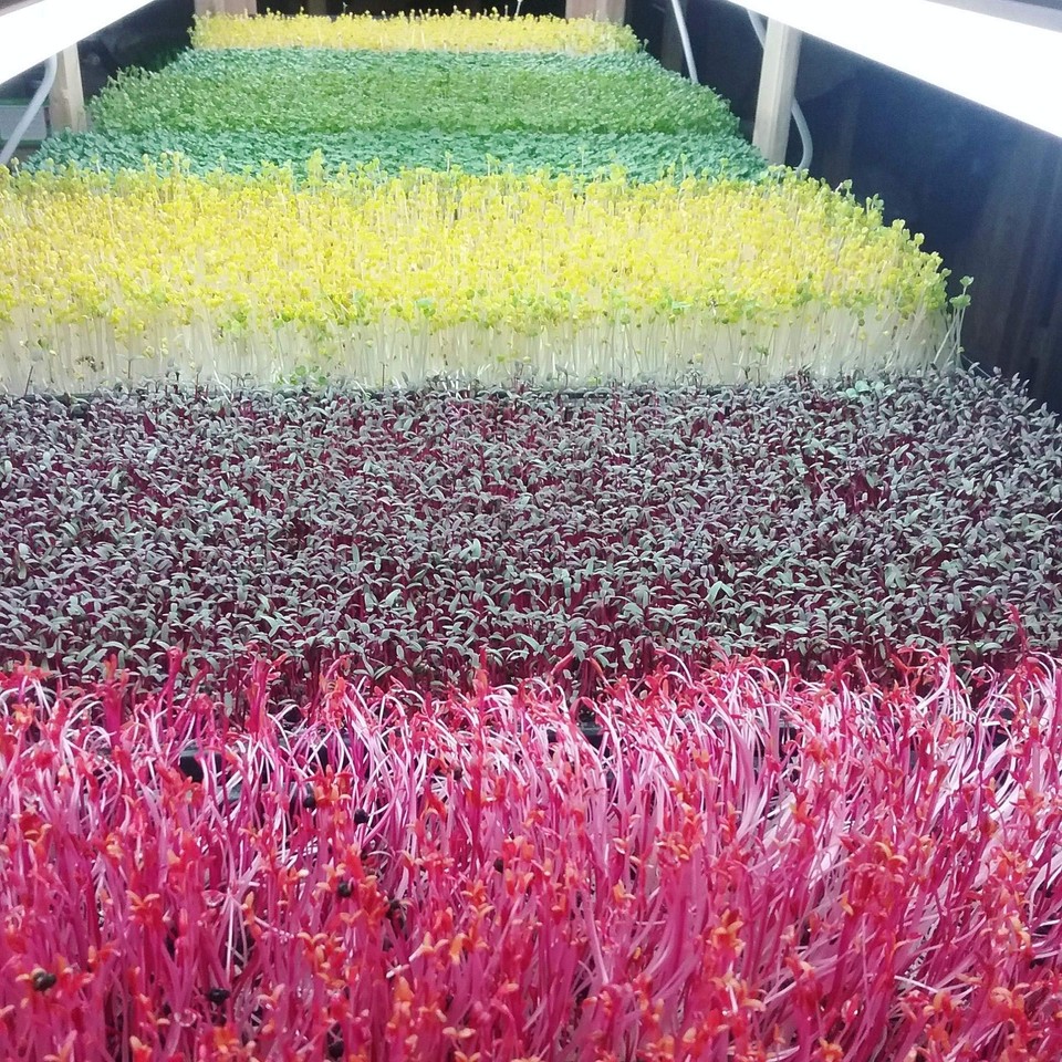 Bootstrap Farmer Microgreen 1020 Trays, Shallow Extra Strength 5 Pack