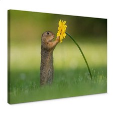 Leinwandbild van Duijn - Eichhörnchen hält Blume Kunstdruck Canvas Wanddeko