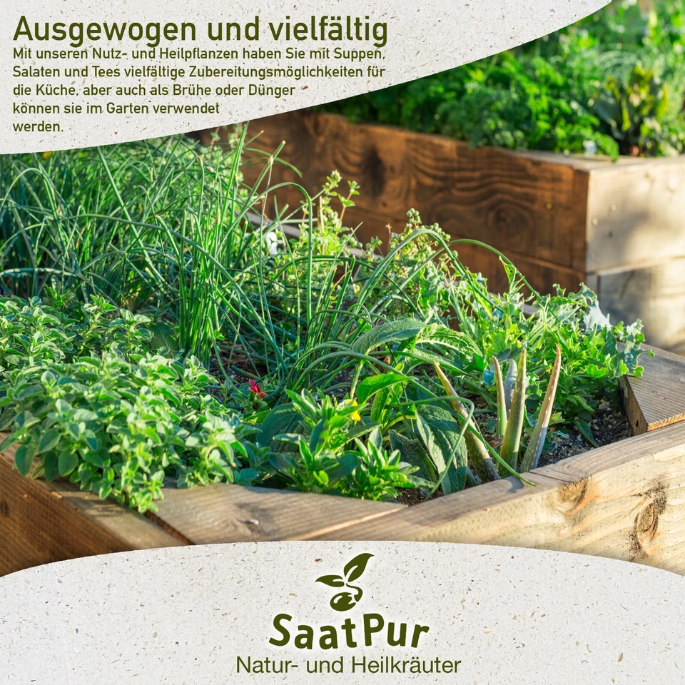 SaatPur Samen Wilde Margerite Saatgut f. ca. 300 Pflanzen mehrjährig - Bild 3 von 4