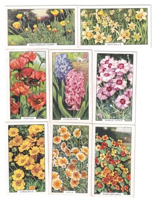 8 Vintage 1938 CALIFORNIAN POPPY * DAFFODILS * HYCANINTHS * SINGLE PINKS * LAVIA