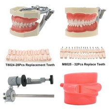 Fit 200/500 Type Kilgore NISSINDental Typodont Teeth Model With Removable Teeth