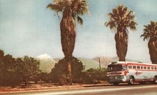 Vintage Postcard Southern California's Mount Baldy Lush Palm Orange Grove Trail