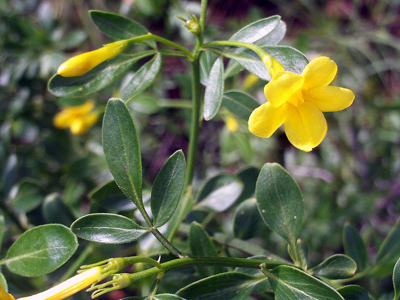 JAZMIN flores amarillas jasminum fruticans 15 semillas seeds