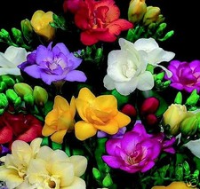 10 x FREESIA MIXED BULBS/CORMS CORN HARDY PERENIAL garden spring flowers PLANTS