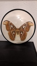 Motyl ATTACUS ATLAS xxL 21 cm