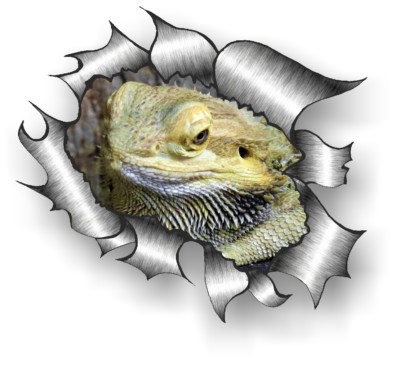 Rip Bearded Dragon Beware Of The Bearded Dragon Lizard Sign – The