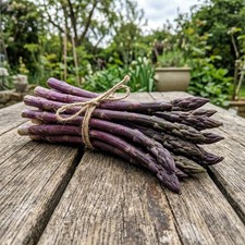 100 Purple Passion Asparagus Seeds for Planting - Premium Heirloom Vegetable