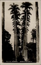 RPPC Palm Trees Jardim Botanico Rio de Janeiro Brazil vintage postcard s349