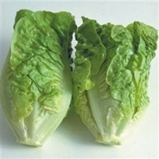 500 Little Gem Butterhead Lettuce Seeds ---- Heirloom ------ NON GMO