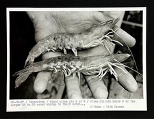 1987 Yankeetown Florida Shrimper Fisher Holds Giant Shrimp Vintage Press Photo