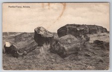 Petrified Forest Arizona Albertype Postcard - M. D. Co. Black & White Photo