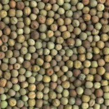 Austrian Winter Peas 