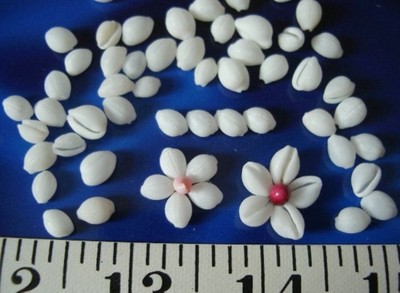 ~ Trivia Shells ~ 50 White/Ivory ~ +/- 1/4'' ~ Shellcraft ~ Sailor's Valentines ~