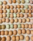 Chicken Hatching Eggs, (20) , Mixed Barnyard Flock, Wyandotte, Easter E etc. — photo 2