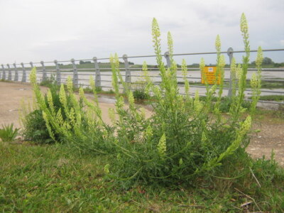 Photo 6x4 Wild Mignonette (Reseda lutea) in Bloors Wharf Lower Rainham Th c2009