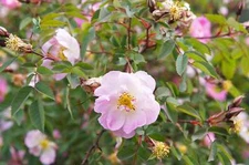 25 PINK SWAMP ROSE Rosa Palustris Flower Shrub Bush Seeds *Flat S/H