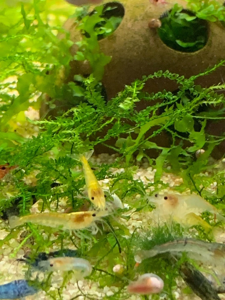 Lot De 10 Crevettes Neocaridina Déclassées Aquarium Poissons Plantes - Photo 4/4