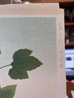 SHIZUO ASHIKAGA "Sparrows and Hibiscus" ORIGINAL SIGNED JAPANESE WOODBLOCK — photo 4