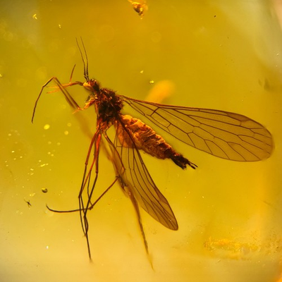 #ad #ad Scorpion Fly in Burmese Burmite amber fossil 100% genuine amber GBP 169.00