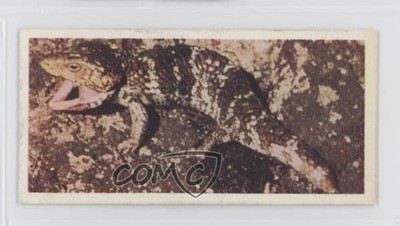 1959 Lyons Tea Australia Tea Shingle-Back Lizard #24 0f3j