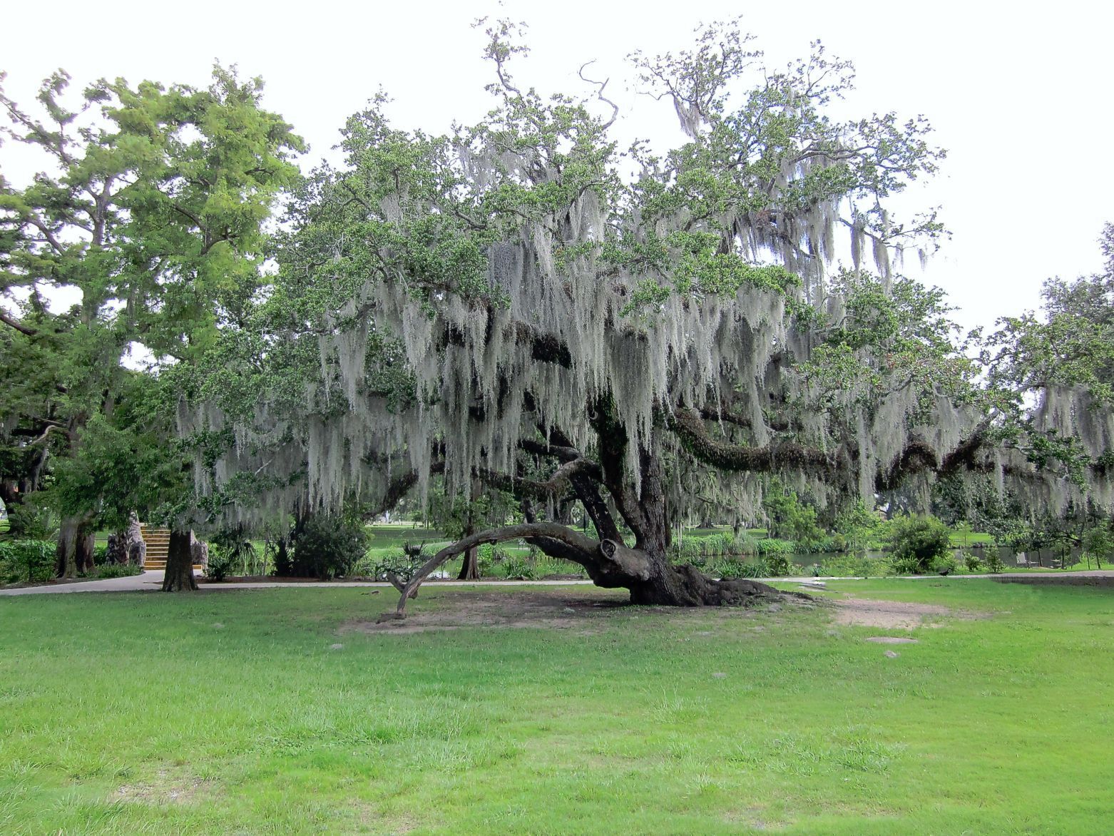 All About Spanish Moss – The Artizan Way