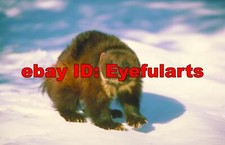 Alaskan Wildlife Corel Royalty-Free Stock Photo CD-ROM Disk  USB