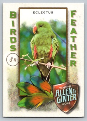 2021 Topps Allen and Ginter Birds of a feather BOF-1 Eclectus