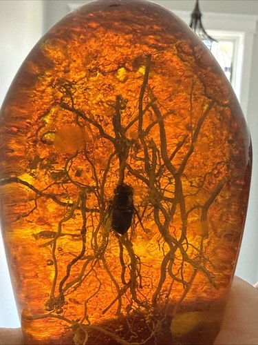 Rare Fly & Plant Roots Enclosed In Large Amber Block