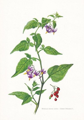 1974 BITTERSWEET NIGHTSHADE Blumendruck - botanische Wandkunst - 7,5 x 10,6 Zoll