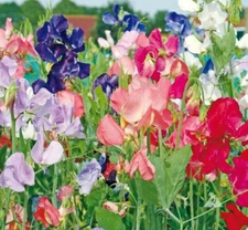 Sweet Pea EARLY MULTIFLORA Flower Mix Lathyrus Fragrant Vine Non-GMO 50 Seeds!