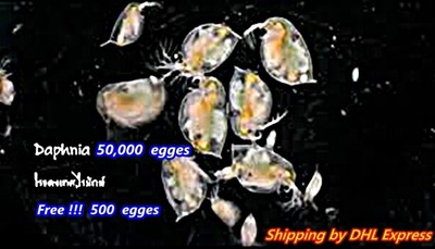 daphnia for betta fish